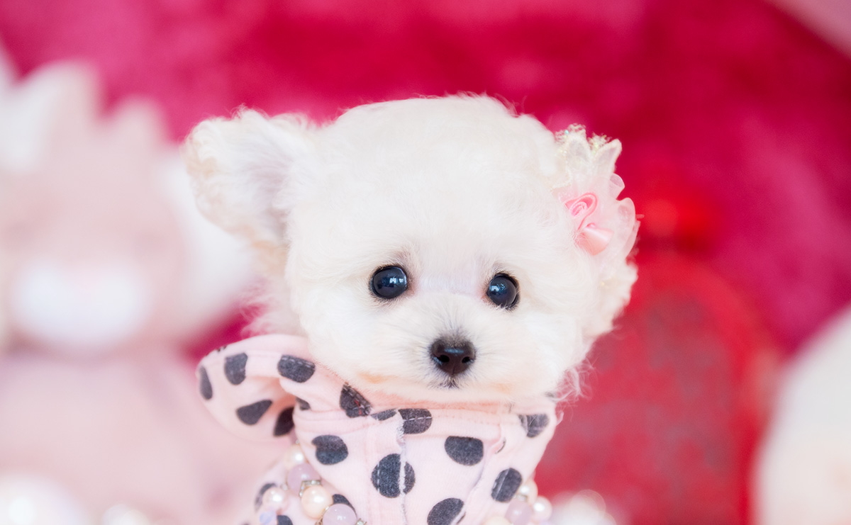 ティーカッププードルのホワイトの女の子｜2026年2月15日生まれ｜No.11190｜画像4枚目