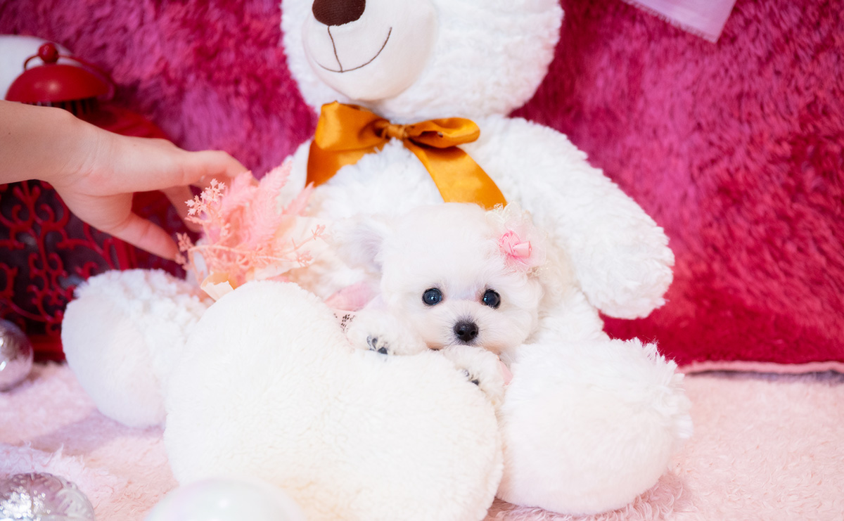 ティーカッププードルのホワイトの女の子｜2026年2月15日生まれ｜No.11190｜画像3枚目