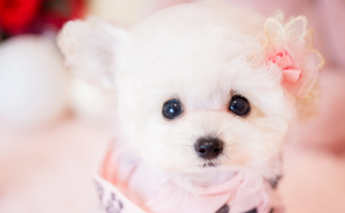 ティーカッププードルのホワイトの女の子｜2026年2月15日生まれ｜No.11190｜画像0枚目