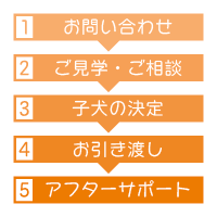 お問い合わせからお迎えまでの流れ トイプードル