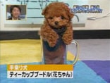 秘密の嵐ちゃんに出演したトイプードルちゃん
