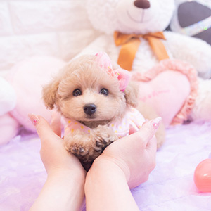 深見 千香子様のワンちゃん写真