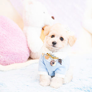 辻中 宏之様のワンちゃん写真