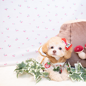 神奈川県のM様のワンちゃん写真