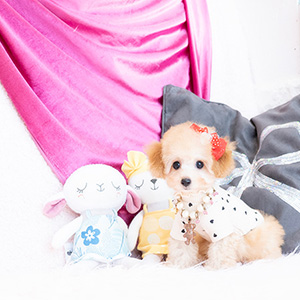 東京都のH様のワンちゃん写真