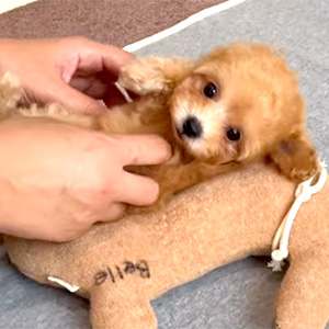 倉持様のワンちゃん写真