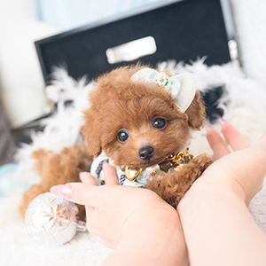 神奈川県のN様のワンちゃん写真