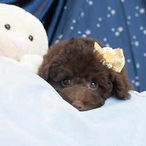 神奈川県のDさま様のワンちゃん写真