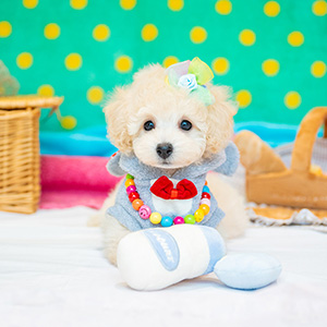 東京都のT様様のワンちゃん写真