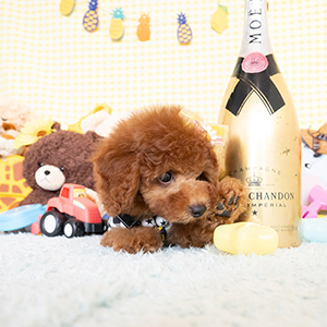 阿部清子様のワンちゃん写真