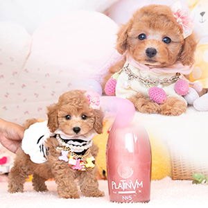 長島忍様のワンちゃん写真