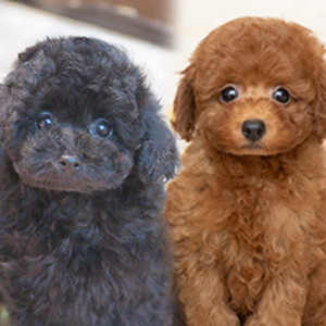 K様のワンちゃん写真