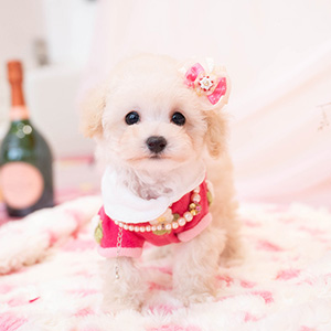 M様のワンちゃん写真