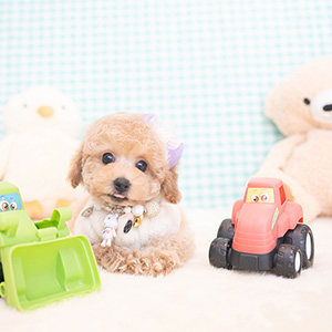 萩原様のワンちゃん写真