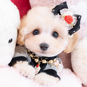 櫻井さゆり様のワンちゃん写真