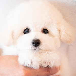 滝田貢様のワンちゃん写真