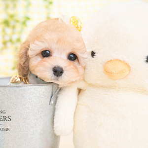 I様のワンちゃん写真