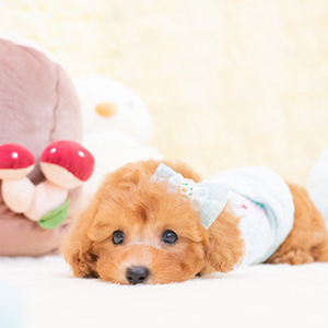 神奈川県のT様のワンちゃん写真